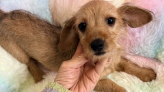 ミニチュアワイヤーダックスフンド:2025年11月28日生(1頭をご紹介中)