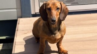 🆙スタンダードスムースダックスフンド：2025年11月9日生（1頭をご紹介中）