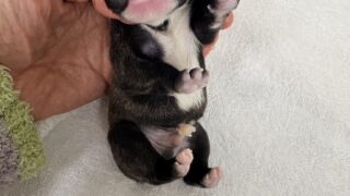 フレンチブルドッグ：2025年11月29日生（1頭をご紹介中）