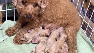 ビションプー(ビションフリーゼ✖️トイプードル)：2025年11月29日生（6頭をご紹介中）