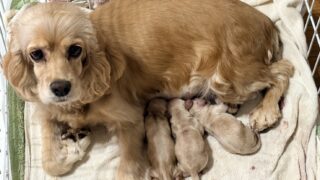 アメリカンコッカースパニエル：2025年12月7日生（5頭をご紹介中）