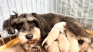 ミニチュアシュナウザー：2025年12月8日生（4頭をご紹介中）