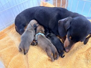 □12月9日：カニンヘンスムースダックスの子犬が誕生しました | Beat