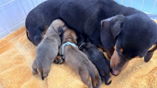 カニンヘンスムースダックスフンド：2025年12月9日生（2頭をご紹介中）