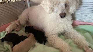 ダップー(トイプードル✖️カニンヘンロングダックスフンド)：2025年12月14日生（4頭をご紹介中）