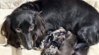 カニンヘンロングダックスフンド：2025年12月16日生（4頭をご紹介中）