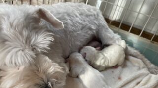 ミニチュアシュナウザー：2025年12月15日生（2頭をご紹介中）