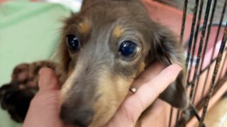 カニンヘンロングダックスフンド：2025年12月17日生（2頭をご紹介中）