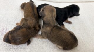 カニンヘンロングダックスフンド：2025年12月17日生（2頭をご紹介中） #2