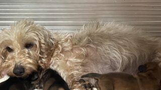 🆕カニンヘンワイヤーダックスフンド：2025年12月21日生（3頭をご紹介中）