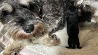 🆕ミニチュアシュナウザー：2025年12月22日生（1頭をご紹介中）