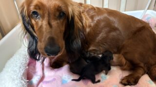 🆕スタンダードロングダックスフンド：2025年12月23日生（3頭をご紹介中）