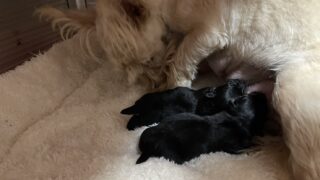 🆕スコティッシュテリア：2025年12月23日生（2頭をご紹介中）