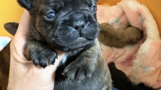 🆙 フレンチブルドッグ：2025年12月13日生（3頭をご紹介中）