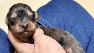 🆕 カニンヘンロングダックスフンド：2025年12月9日生（1頭をご紹介中）