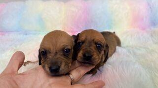 カニンヘンスムースダックスフンド:2025年12月9日生(2頭をご紹介中)