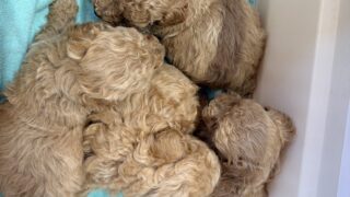 ビションプー(ビションフリーゼ✖️トイプードル):2025年11月29日生(6頭をご紹介中)