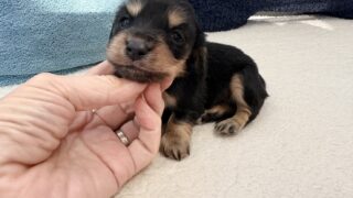 カニンヘンロングダックスフンド:2025年12月17日生(1頭をご紹介中) #2