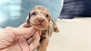 カニンヘンロングダックスフンド:2025年12月17日生(2頭をご紹介中)