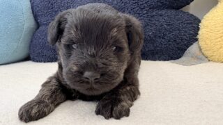 ミニチュアシュナウザー:2025年12月22日生(1頭をご紹介中)