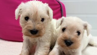 ミニチュアシュナウザー:2025年12月8日生(3頭をご紹介中)