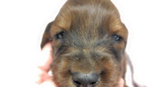 🆙 スタンダードロングダックスフンド:2025年12月23日生(1頭をご紹介中)