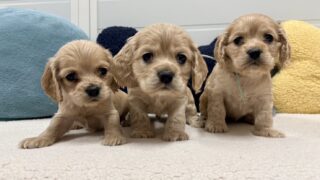 🆙 アメリカンコッカースパニエル:2025年12月7日生(5頭をご紹介中)