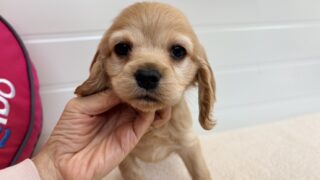 アメリカンコッカースパニエル:2025年12月7日生