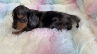 カニンヘンロングダックスフンド:2025年12月16日生