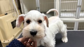 ミニチュアシュナウザー:2025年12月15日生