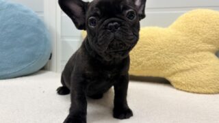 フレンチブルドッグ:2025年12月13日生(1頭をご紹介中)