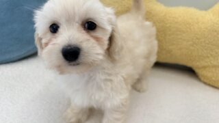 ダップー(トイプードル✖️カニンヘンロングダックスフンド):2025年12月14日生(1頭をご紹介中)