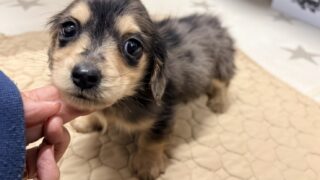 カニンヘンロングダックスフンド:2025年12月9日生