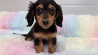 カニンヘンロングダックスフンド:2025年12月17日生(1頭をご紹介中)