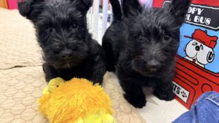 スコティッシュテリア:2025年12月23日生(1頭をご紹介中)