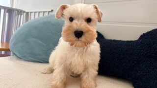 ミニチュアシュナウザー:2025年12月8日生(1頭をご紹介中)