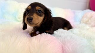 カニンヘンロングダックスフンド:2025年12月17日生(1頭をご紹介中)