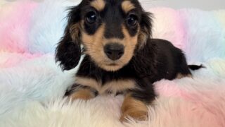 カニンヘンロングダックスフンド:2025年12月17日生(1頭をご紹介中) #2