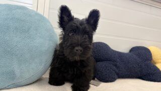 スコティッシュテリア:2025年12月23日生