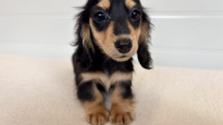 カニンヘンロングダックスフンド:2025年12月17日生