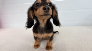 カニンヘンロングダックスフンド:2025年12月17日生(1頭をご紹介中)