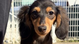 🆙カニンヘンロングダックスフンド：2025年12月17日生（1頭をご紹介中）