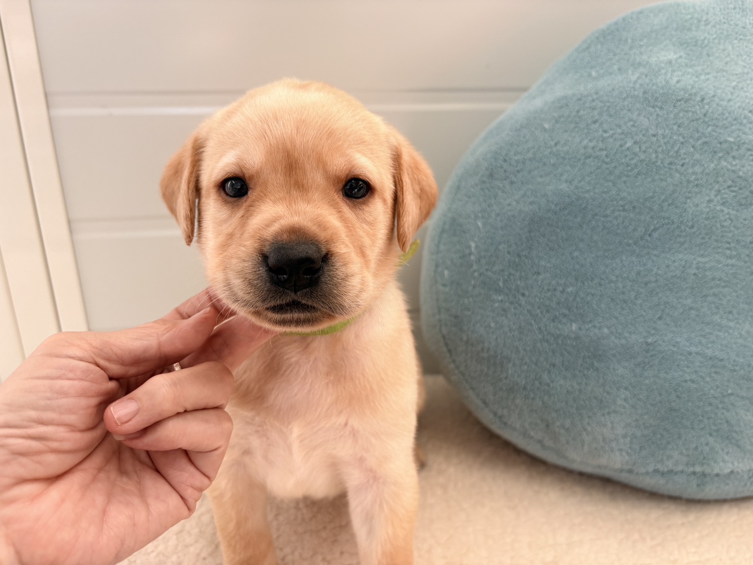 ラブラドールレトリバー:2026年1月27日生