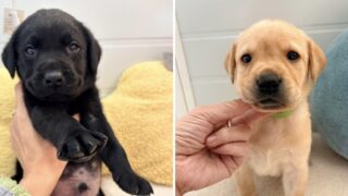 🆙ラブラドールレトリバー:2026年1月27日生(2頭をご紹介中)