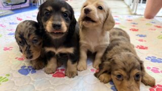 ミニチュアロングダックスフンド：2026年1月24日生（3頭をご紹介中）