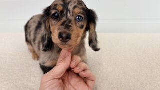 ミニチュアロングダックスフンド:2026年1月24日生(1頭をご紹介中)