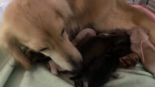 カニンヘンロングダックスフンド:2026年2月7日生(3頭をご紹介中)