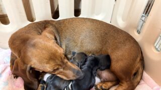 スタンダードスムースダックスフンド:2026年2月12日生(2頭をご紹介中)