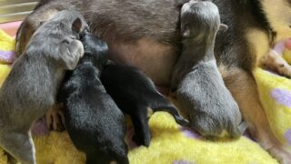 🆕チワワ:2026年2月23日生(4頭をご紹介中)