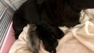 カニンヘンロングダックスフンド:2026年2月25日生(2頭をご紹介中)